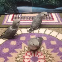 طوطی برزیلی|پرنده|پاکدشت, پاکدشت (مامازند)|دیوار