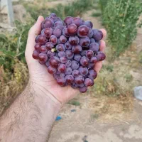 محصولات تمامی نهال انگور ودرختان میوه درنهالستان|خدمات باغبانی و درختکاری|تهران, امام زاده عبدالله|دیوار