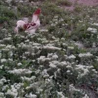 فروش خروس دورگه لاری