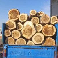 خرید چوب باغات چوب میوه ای گردو سپیدار کاج و...