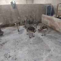 فروش شترمرغ دوماهه