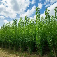 خرید مستقیم از نهالستان یعنی اطمینان از کیفیت