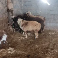 میش بره