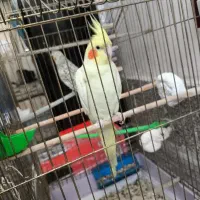 عروس هلندی نر ماده اهلی با قفس
