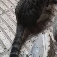 گربه گمشده