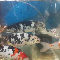 کوی مولد|ماهی|اصفهان, باب الدشت|دیوار