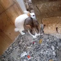 دو تا خرگوش بزرگ نرو ماده