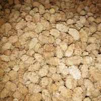 توت امسال درشت