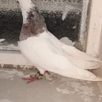 طوقی|پرنده|عنبرآباد, |دیوار