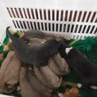 واگذاری سگ|سگ|آلاشت, |دیوار