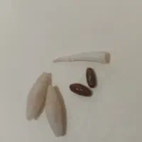 مهره|جواهرات|یاسوج, |دیوار