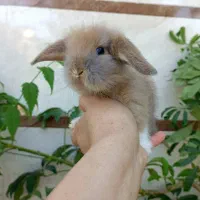 خرگوش لوپ ۳۵ روزه کاراملی اصیل|موش و خرگوش|رشت, تازه آباد|دیوار