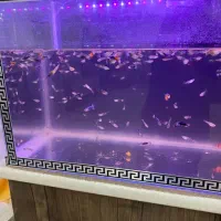 آکواریوم با کل لوازم و ماهی|ماهی|هشتگرد, فاز ۳ مهستان|دیوار