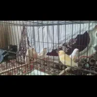 قناری موزائیکی وزرد|لوازم جانبی حیوانات|اسفرورین, |دیوار