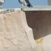 ساده سیاه