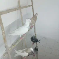 کفتر سالم و سرحال