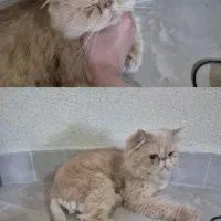 گربه پرشین سوپر فلت