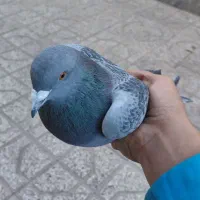 کفتر مسافتی|پرنده|شاهرود, |دیوار