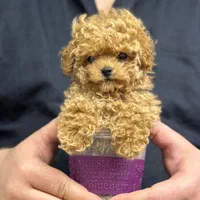 توله سگ توی پودل هلوی ۶۵ روز|سگ|تهران, سعادت‌آباد|دیوار