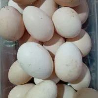 تخم مرغ برهما