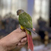 طوطی گیرینچیک