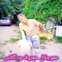 سویت جنگلی