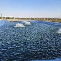 ماهی قزل‌آلا تریپلوید اسپانیا وزن ۶۰۰ تا۸۰۰