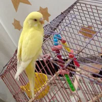 چشم قرمز مرغ عشق|پرنده|بندر امام خمینی, |دیوار