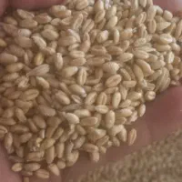 گندم آبی کیسه کرده