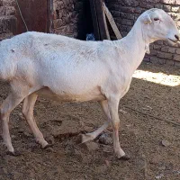 میش چینی|حیوانات مزرعه|زاهدان, |دیوار