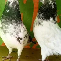 یه بوم کفتر