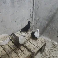 زاغ ساختنی دوتاش جوجه یه چاله