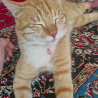 واگذاری گربه|گربه|قزوین, |دیوار