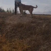 سگ افغان قیمت مناسب، دیوانه|سگ|میلاجرد, |دیوار