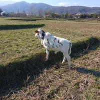 گاوباگوساله‌نر