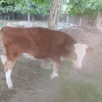 گوساله ماده سالم برای خانه دار