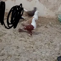 سر سفید نر ماده