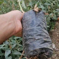 نهال اکالیپتوس پاکتی