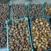 رطب و خرما برحی آبادان|خوردنی و آشامیدنی|قم, یزدان‌شهر|دیوار