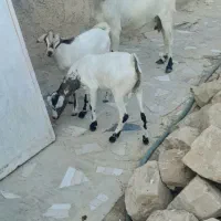 بز دوقلوزا|حیوانات مزرعه|بستک, |دیوار