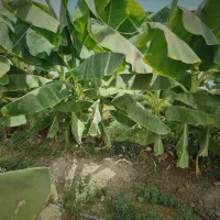 پاجوش موز