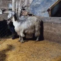 بز و بزغاله