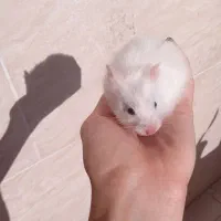 همسترخوشگل