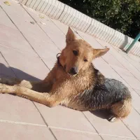 سگ ژرمن ورکلاین ماده