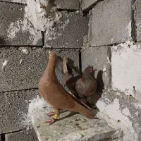 کبوتر پلاک|پرنده|دوگنبدان, |دیوار