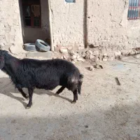 قوچ غزل افشار اصل