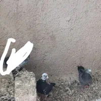 کبوتر پلاکی و کله دم سیاه