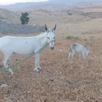 خر خوب