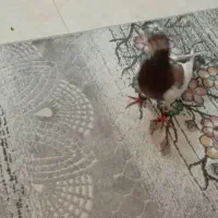 یهودی سرخ|پرنده|مشهد, کوشک مهدی|دیوار