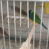 انواع فنچ گلدین .ستاره ای ،جغدی،کراواتی ،گلوبریده|پرنده|شیروان (خراسان), |دیوار